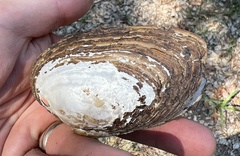 Unionidae