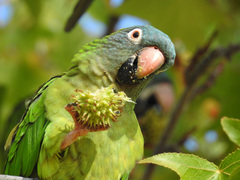 Thectocercus acuticaudatus