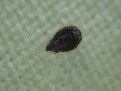 Stethorus pusillus