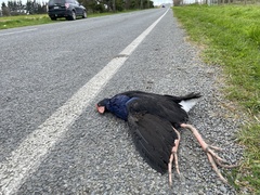 Porphyrio melanotus melanotus