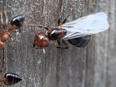 Crematogaster laeviuscula