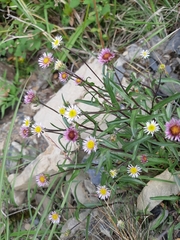 Erigeron morrisonensis