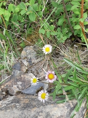 Erigeron morrisonensis
