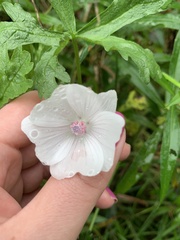 Malva moschata