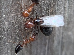 Crematogaster laeviuscula