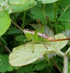 Conocephalus brevipennis