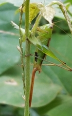 Conocephalus brevipennis