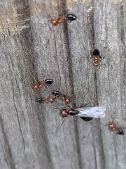 Crematogaster laeviuscula