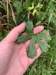 Malva moschata