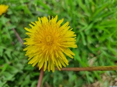 Taraxacum officinale