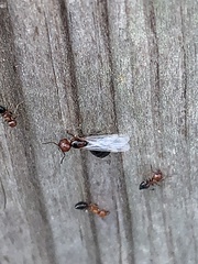 Crematogaster laeviuscula