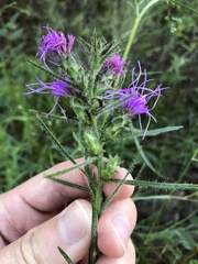 Liatris hirsuta