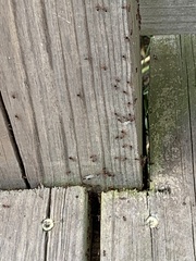 Crematogaster laeviuscula