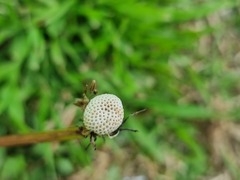 Taraxacum officinale