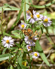 Phyciodes pulchella camillus