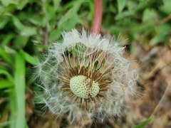 Taraxacum officinale