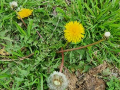 Taraxacum officinale