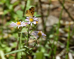 Phyciodes pulchella camillus