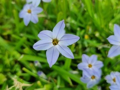Ipheion uniflorum