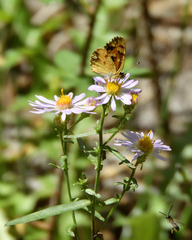 Phyciodes pulchella camillus
