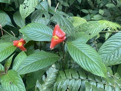 Palicourea tomentosa