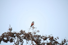 Pyrocephalus rubinus