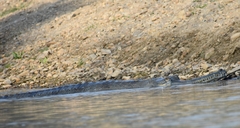 Gavialis gangeticus