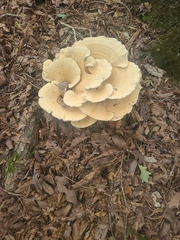 Bondarzewia berkeleyi