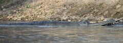Gavialis gangeticus