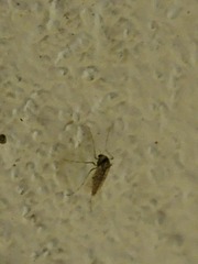 Chaoborus punctipennis