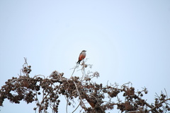 Pyrocephalus rubinus