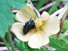 Modiolastrum malvifolium