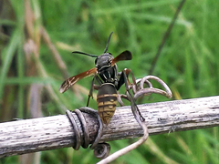 Polistes cinerascens