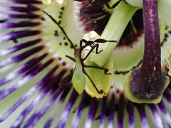 Holhymenia histrio