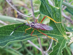 Holhymenia histrio