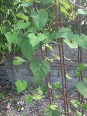 Phaseolus vulgaris