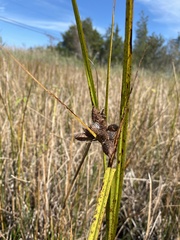 Bolboschoenus robustus