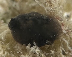 Eudistoma obscuratum