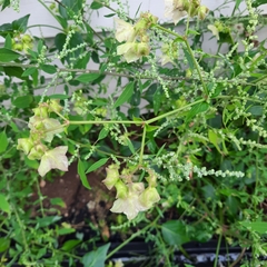 Mirabilis nyctaginea