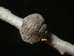 Disholandricus chrysolepidis