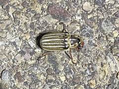 Polyphylla decemlineata