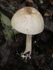 Agaricus