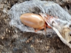 Dysdera
