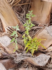 Atriplex nummularia