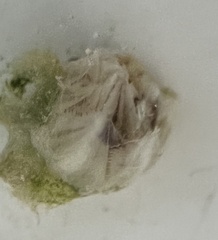 Amphibalanus amphitrite