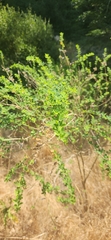 Genista monspessulana