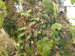 Bulbophyllum pygmaeum