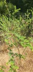 Genista monspessulana