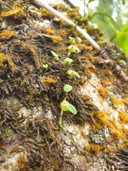 Bulbophyllum pygmaeum