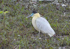 Pilherodius pileatus